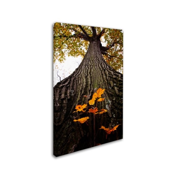 Kurt Shaffer 'Mighty Maple And Sapling' Canvas Art,16x24